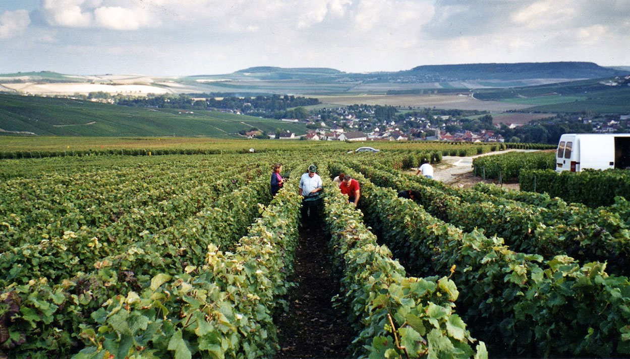 Le terroir des Coteaux Sud d’Epernay